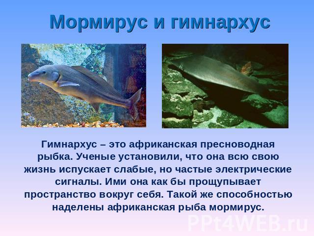 Мормирус и гимнархус Гимнархус – это африканская пресноводная рыбка. Ученые установили, что она всю свою жизнь испускает слабые, но частые электрические сигналы. Ими она как бы прощупывает пространство вокруг себя. Такой же способностью наделены афр…