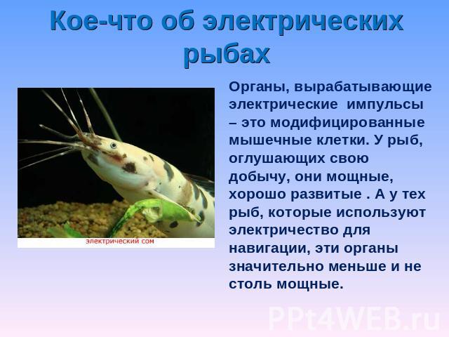 Кое-что об электрических рыбах Органы, вырабатывающие электрические импульсы – это модифицированные мышечные клетки. У рыб, оглушающих свою добычу, они мощные, хорошо развитые . А у тех рыб, которые используют электричество для навигации, эти органы…