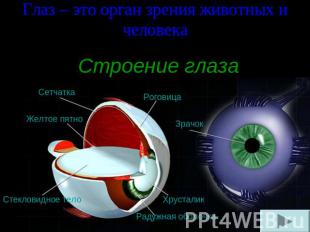 Глаз – это орган зрения животных и человека Строение глаза
