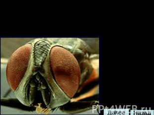 Как видят насекомые Глаза насекомых, как правило, состоят из многочисленных фасе