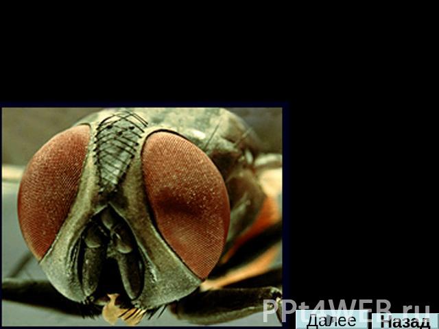 Как видят насекомые Глаза насекомых, как правило, состоят из многочисленных фасеточных линз. Изображения, образованные каждой из этих маленьких линз, объединяются в конечном итоге в мозге. Такое мозаичное видение помогает насекомому замечать малейши…