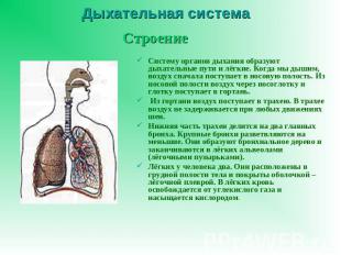Дыхательная система Систему органов дыхания образуют дыхательные пути и лёгкие.