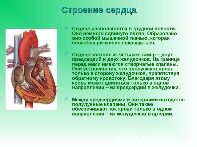 Строение сердца Сердце располагается в грудной полости. Оно немного сдвинуто влево. Образовано оно особой мышечной тканью, которая способна ритмично сокращаться.Сердце состоит из четырёх камер – двух предсердий и двух желудочков. На границе перед ни…
