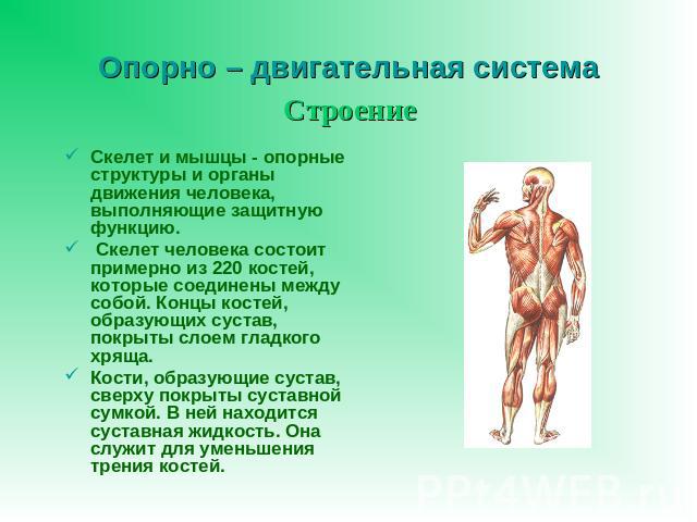 Опорно – двигательная система Строение Скелет и мышцы - опорные структуры и органы движения человека, выполняющие защитную функцию. Скелет человека состоит примерно из 220 костей, которые соединены между собой. Концы костей, образующих сустав, покры…