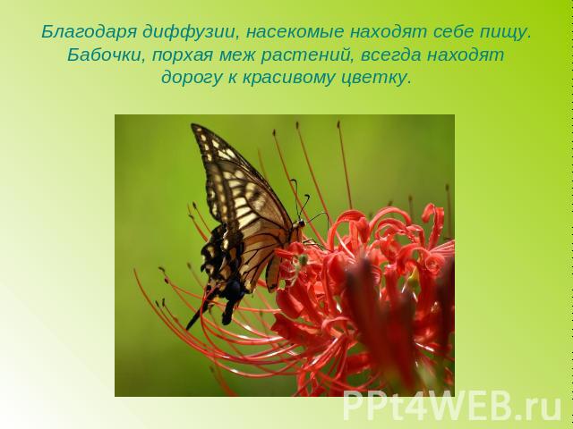 Благодаря диффузии, насекомые находят себе пищу.Бабочки, порхая меж растений, всегда находят дорогу к красивому цветку.