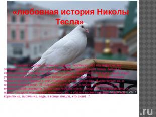 «любовная история Николы Тесла» "Я кормил голубей, тысячи их, годами. Тысячи их,