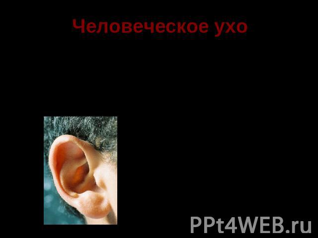 Человеческое ухо Человеческое ухо имеет сложное устройство. Функционально ухо делят на три основные части: внешнее ухо среднее ухо внутреннее ухо