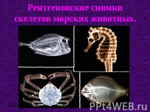 Рентгеновские снимки скелетов морских животных.