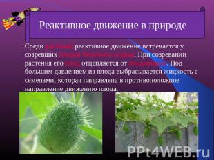 Среди растений реактивное движение встречается у созревших плодов бешеного огурц