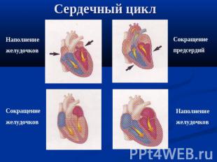 Сердечный цикл Наполнение желудочков Сокращениежелудочков Сокращениепредсердий Н