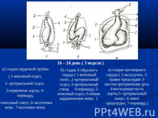 а) стадия сердечной трубки( 1-венозный отдел;2- артериальный отдел, 3-первичные