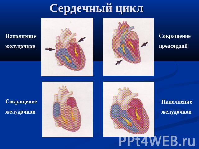 Сердечный цикл Наполнение желудочков Сокращениежелудочков Сокращениепредсердий Наполнение желудочков