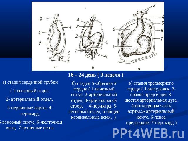 а) стадия сердечной трубки( 1-венозный отдел;2- артериальный отдел, 3-первичные аорты, 4-перикард,5-венозный синус, 6-желточная вена, 7-пупочные вены. б) стадия S-образного сердца ( 1-венозный синус, 2-артериальный отдел, 3-артериальный створ, 4-пер…