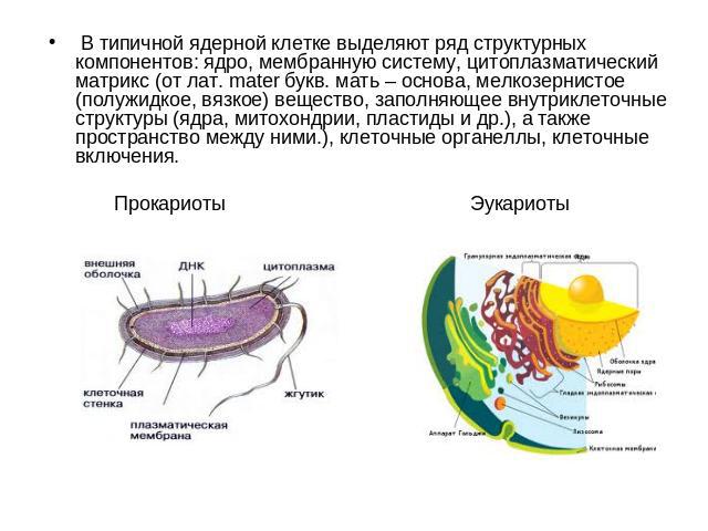 В типичной ядерной клетке выделяют ряд структурных компонентов: ядро, мембранную систему, цитоплазматический матрикс (от лат. mater букв. мать – основа, мелкозернистое (полужидкое, вязкое) вещество, заполняющее внутриклеточные структуры (ядра, митох…