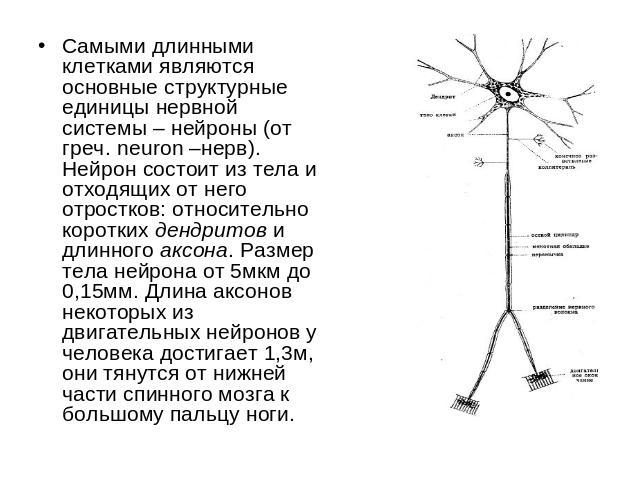 Самыми длинными клетками являются основные структурные единицы нервной системы – нейроны (от греч. neuron –нерв). Нейрон состоит из тела и отходящих от него отростков: относительно коротких дендритов и длинного аксона. Размер тела нейрона от 5мкм до…