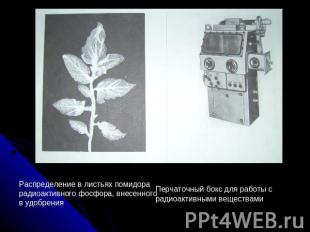 Распределение в листьях помидора радиоактивного фосфора, внесенного в удобренияП