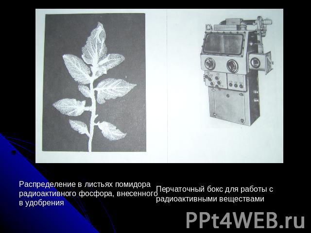 Распределение в листьях помидора радиоактивного фосфора, внесенного в удобренияПерчаточный бокс для работы с радиоактивными веществами