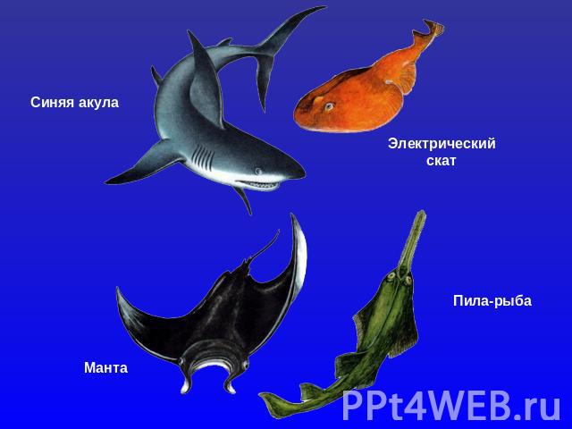 Синяя акулаЭлектрическийскатМантаПила-рыба