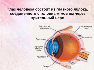 Глаз человека состоит из глазного яблока, соединенного с головным мозгом через з