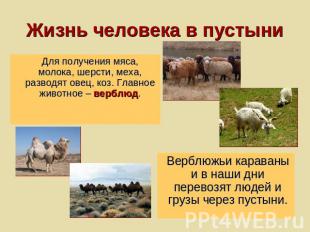 Жизнь человека в пустыниДля получения мяса, молока, шерсти, меха, разводят овец,