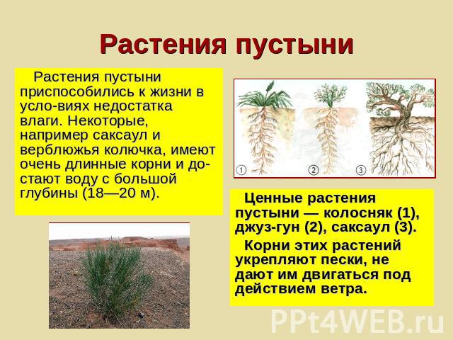 Растения пустыниРастения пустыни приспособились к жизни в усло­виях недостатка влаги. Некоторые, например саксаул и верблюжья колючка, имеют очень длинные корни и до­стают воду с большой глубины (18—20 м).