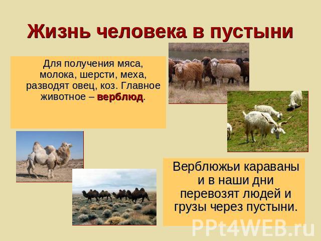Жизнь человека в пустыниДля получения мяса, молока, шерсти, меха, разводят овец, коз. Главное животное – верблюд.