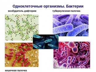 Одноклеточные организмы. Бактериивозбудитель дифтерии туберкулезная палочка