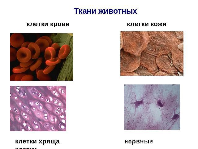 Ткани животныхклетки крови клетки кожи