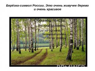 Берёзка-символ России. Это очень живучее дерево и очень красивое