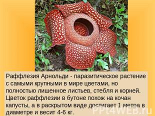 Раффлезия Арнольди - паразитическое растение с самыми крупными в мире цветами, н