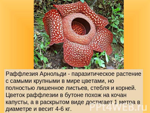 Раффлезия Арнольди - паразитическое растение с самыми крупными в мире цветами, но полностью лишенное листьев, стебля и корней. Цветок раффлезии в бутоне похож на кочан капусты, а в раскрытом виде достигает 1 метра в диаметре и весит 4-6 кг.