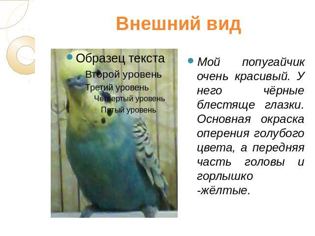 Внешний вид Мой попугайчик очень красивый. У него чёрные блестяще глазки. Основная окраска оперения голубого цвета, а передняя часть головы и горлышко -жёлтые.