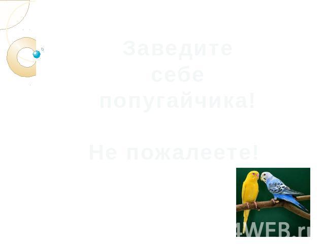 Заведите себе попугайчика! Не пожалеете!