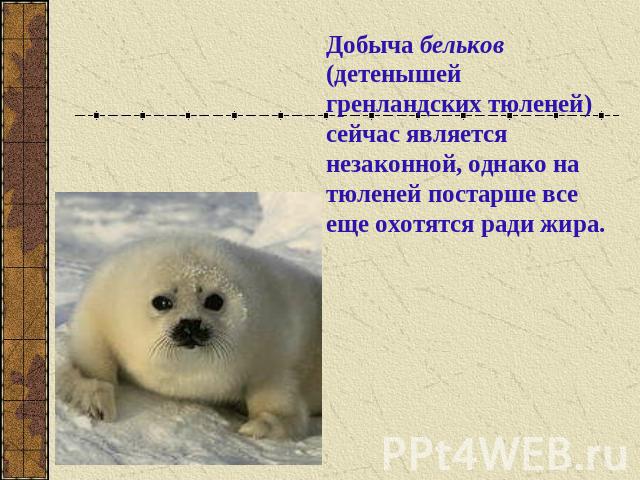 Добыча бельков (детенышей гренландских тюленей) сейчас является незаконной, однако на тюленей постарше все еще охотятся ради жира.