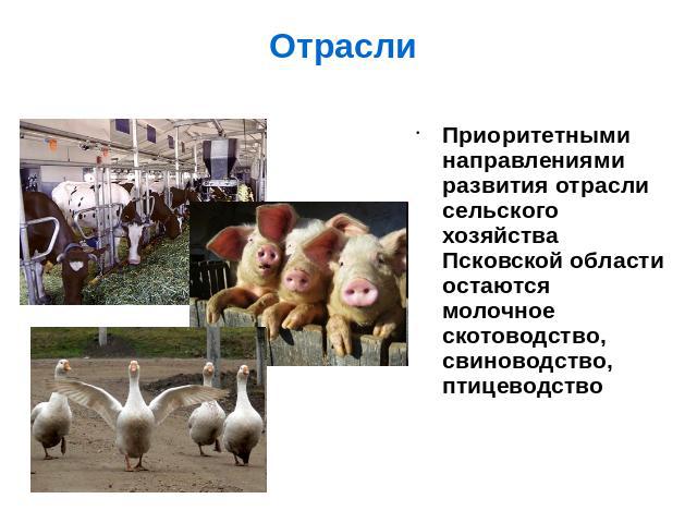 Приоритетными направлениями развития отрасли сельского хозяйства Псковской области остаются молочное скотоводство, свиноводство, птицеводство
