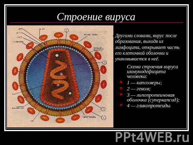 Строение вируса Другими словами, вирус после образования, выходя из лимфоцита, открывает часть его клеточной оболочки и упаковывается в неё. Схема строения вируса иммунодефицита человека:1 — капсомеры; 2 — геном;3 — липопротеиновая оболочка (суперка…