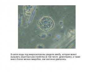 В капле воды под микроскопом мы увидели амебу, которая может вызывать кишечные р