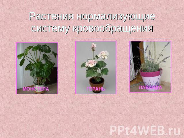 Растения нормализующие систему кровообращения