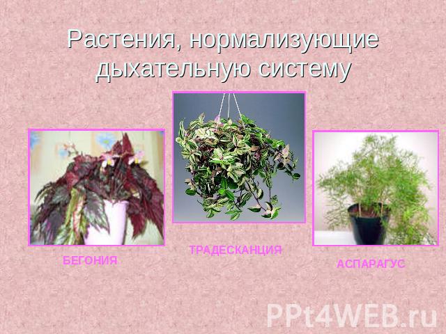 Растения, нормализующие дыхательную систему