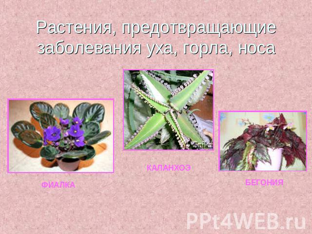 Растения, предотвращающие заболевания уха, горла, носа
