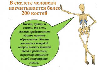 В скелете человека насчитывается более 200 костей  Кости, хрящи и связки, то ест