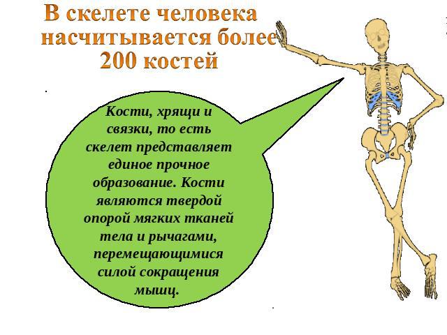 В скелете человека насчитывается более 200 костей  Кости, хрящи и связки, то есть скелет представляет единое прочное образование. Кости являются твердой опорой мягких тканей тела и рычагами, перемещающимися силой сокращения мышц.