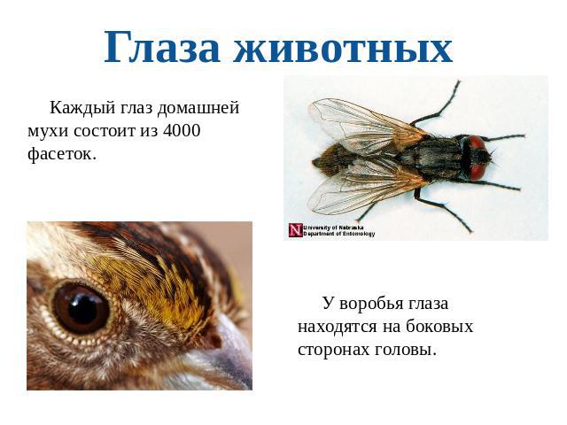 Глаза животных Каждый глаз домашней мухи состоит из 4000 фасеток. У воробья глаза находятся на боковых сторонах головы.