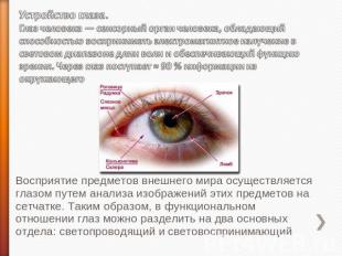 Устройство глаза.Глаз человека — сенсорный орган человека, обладающий способност