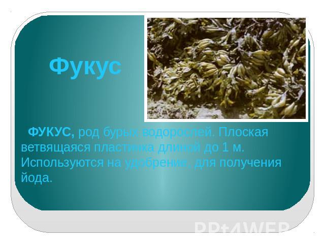 ФУКУС, род бурых водорослей. Плоская ветвящаяся пластинка длиной до 1 м. Используются на удобрение, для получения йода.