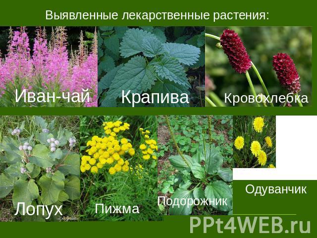 Выявленные лекарственные растения: