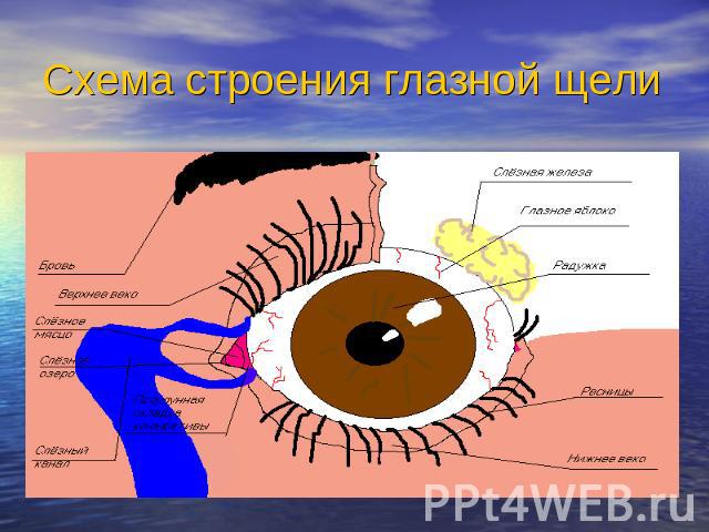 Схема строения глазной щели