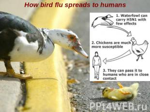 How bird flu spreads to humans
