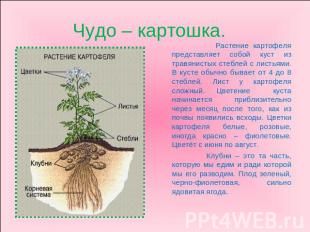 Растение картофеля представляет собой куст из травянистых стеблей с листьями. В