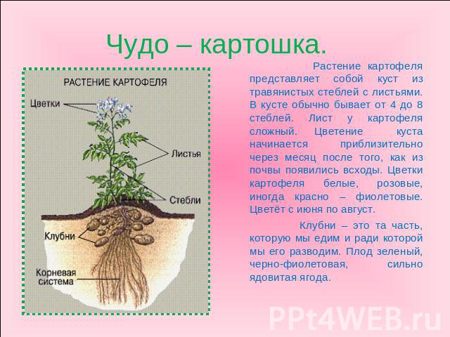 Растение картофеля представляет собой куст из травянистых стеблей с листьями. В кусте обычно бывает от 4 до 8 стеблей. Лист у картофеля сложный. Цветение куста начинается приблизительно через месяц после того, как из почвы появились всходы. Цветки к…